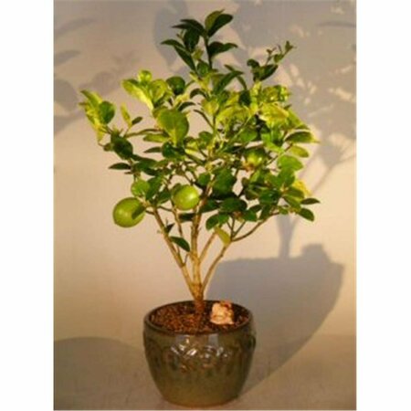PAISAJE Key Lime Bonsai Tree - Citrus Aurantifolia PA2810837
